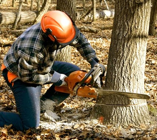 Tree Removal in Chester, ID